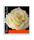 Pirastro Violin String Wondertone 315221 E 4/4