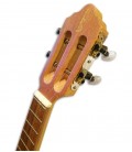 APC 101 Cavaquinho head